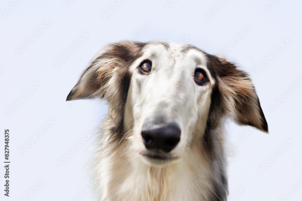 Portrait of a dog, Russian Greyhound, black and white, graceful long muzzle, close-up, against a blue sky. Close-up of a dog's face, shot with a wide-angle lens. Portrait of a dog, Russian Greyhound, black and white, graceful long muzzle, close-up, against a blue sky. Close-up of a dog's face, shot with a wide-angle lens.