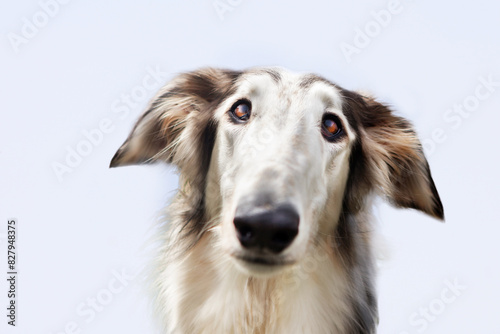 Portrait of a dog, Russian Greyhound, black and white, graceful long muzzle, close-up, against a blue sky. Close-up of a dog's face, shot with a wide-angle lens.