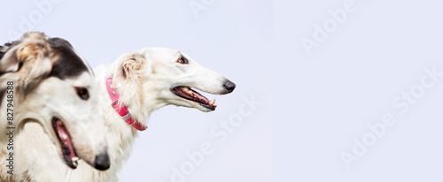 Portrait of two dogs of the Russian greyhound breed, white and black and white, on a blue sky background. Incredibles are beautiful and elegant.