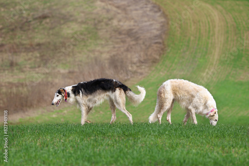 Two Russian greyhounds stand in a field, against the natural background of the field, during a walk. Active recreation concept with dogs.