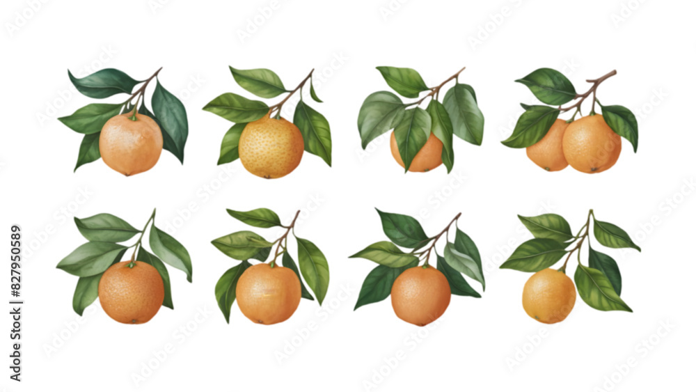 Branch with Mandarins and Leaves Isolated on Transparent Background | Vibrant Citrus Vector Clipart Branch with Mandarins and Leaves Isolated on Transparent Background | Vibrant Citrus Vector Clipart