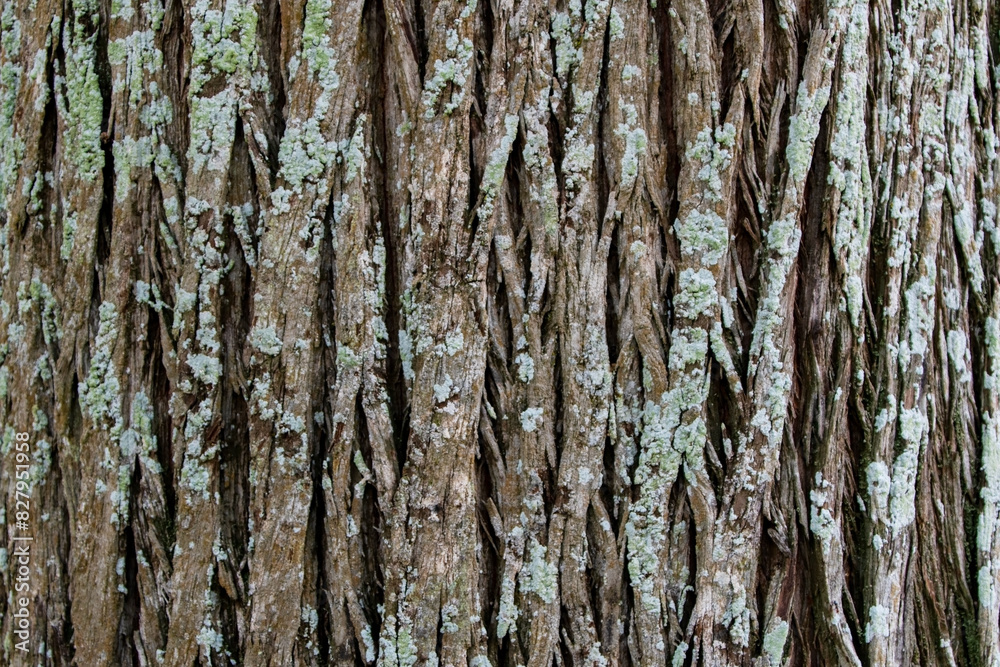 Fototapeta premium Old tree bark texture. Abstract background and texture for design and ideas.
