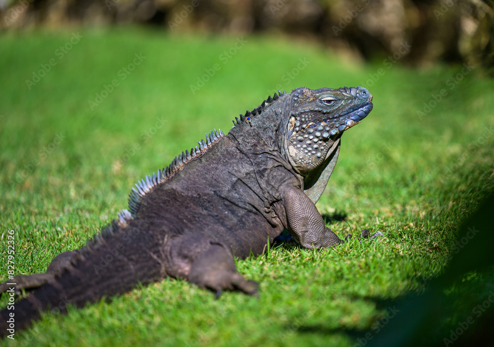 Fototapeta premium Adult Blue Iguana on the Grass
