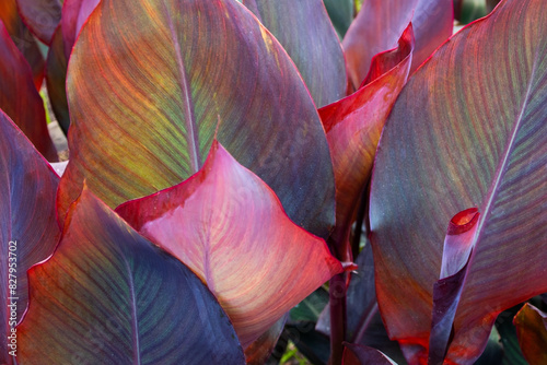 Red and purple leaves of canna lily (Canna indica L.) photo