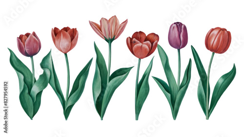 Set of Vector Flat Watercolor Tulips Isolated on Transparent Background | Floral Clipart for Spring Designs