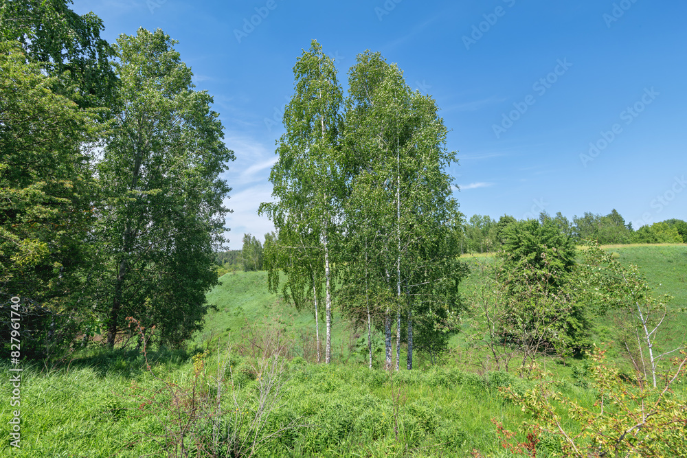 Obraz premium forest on a sunny day