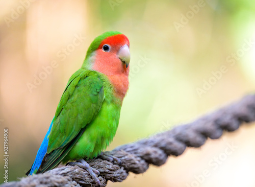 Rosy-faced Lovebird Closeup