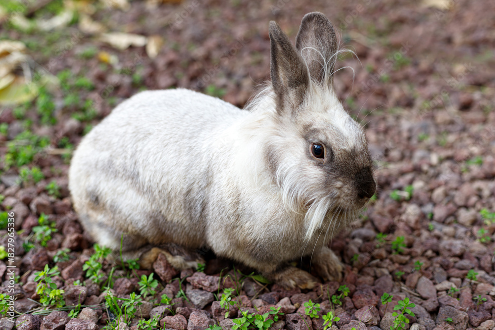 Fototapeta premium Full Body of Smoky Brown Gray Domestic Pygmy Rabbit Bunny Nature and Wildlife Photography