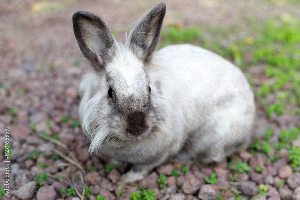 Full Body of Smoky Brown Gray Domestic Pygmy Rabbit Bunny Nature and Wildlife Photography Full Body of Smoky Brown Gray Domestic Pygmy Rabbit Bunny Nature and Wildlife Photography