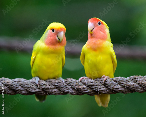 Lutino Lovebird Couple Standing on Rope with Green Background
