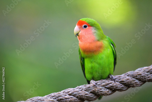 Rosy-faced Lovebird on Rope with Green Background