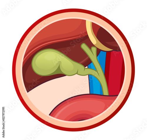 Gall Bladder - Liver Icon stock illustration photo