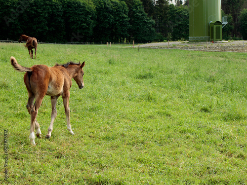 horse foal in the field