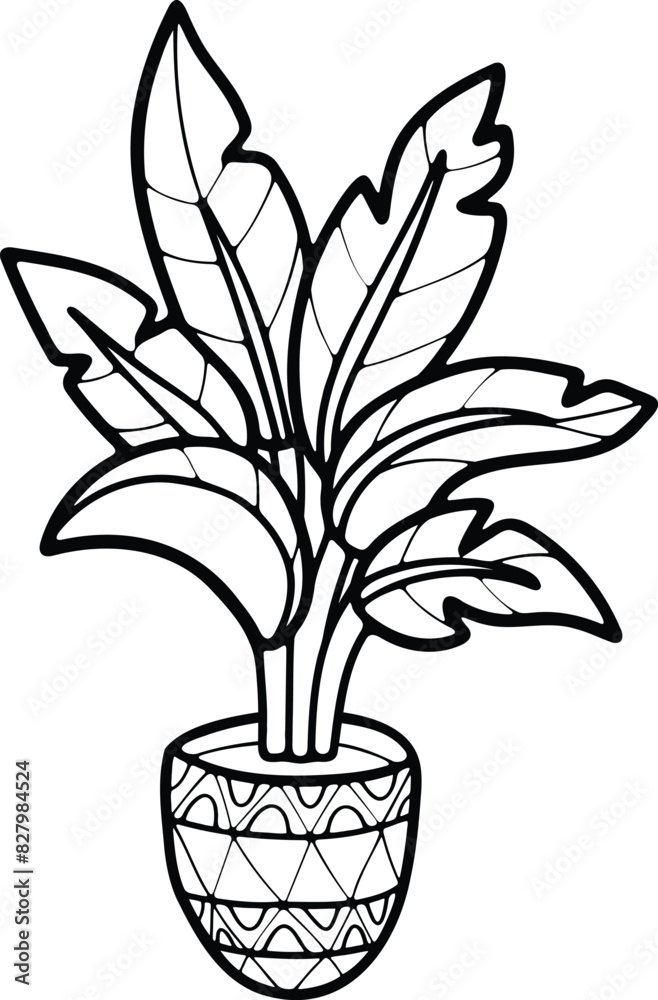 isolate black and white houseplants on background isolate black and white houseplants on background