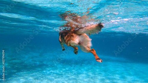 UNDERWATER: View below the sea surface of a dog swimming in turquoise water. Refreshing and incredibly fun water activity for an active and adventurous doggo. Unspoiled marine environment in Dalmatia.