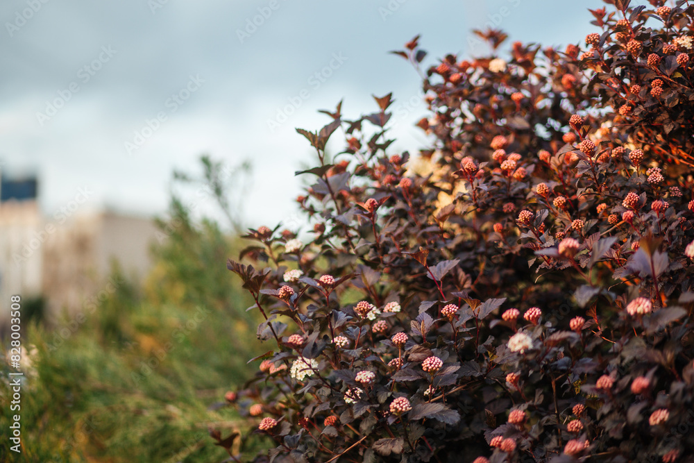 spring bush with bronze leaves spring bush with bronze leaves