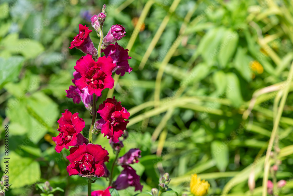 Close up of a pink snapdragon (antirrhinum) flower in bloom Close up of a pink snapdragon (antirrhinum) flower in bloom