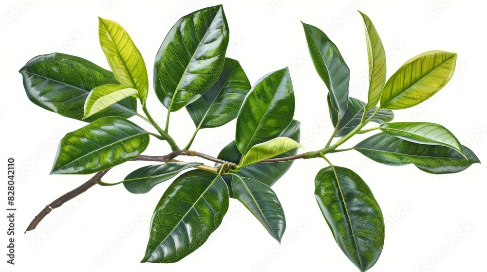 Metalliclooking plant with rubbery flexible leaves. Metalliclooking plant with rubbery flexible leaves.