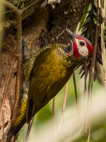 Golden-olive Woodpecker - Colaptes rubiginosus in Costa Rica photo