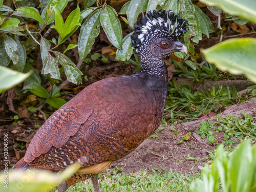 Great Curassow - Crax rubra in Costa Rica photo