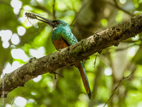 Rufous-tailed Jacamar - Galbula ruficauda in Costa Rica photo