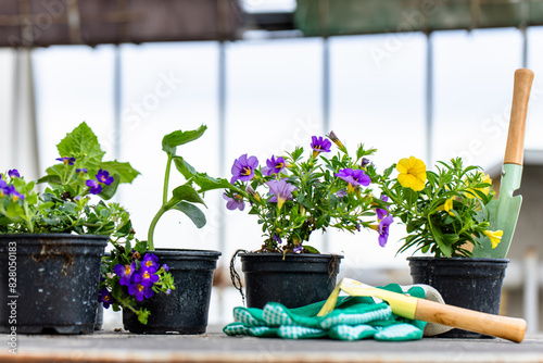 Group of Potted Plants on Table