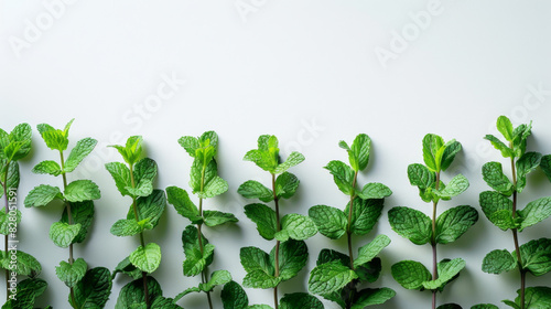 Neat rows of healthy green mint plants presented against a bright white background, ideal for clean design concepts.