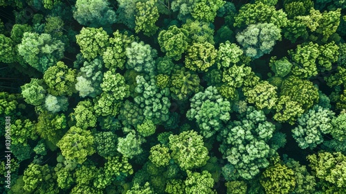 Aerial top view of green trees in forest. Drone view of dense green tree captures CO2. Green tree nature background for carbon neutrality and net zero emissions concept. Sustainable green environment.