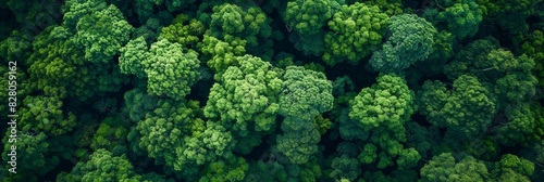 Aerial top view of green trees in forest. Drone view of dense green tree captures CO2. Green tree nature background for carbon neutrality and net zero emissions concept. Sustainable green environment.
