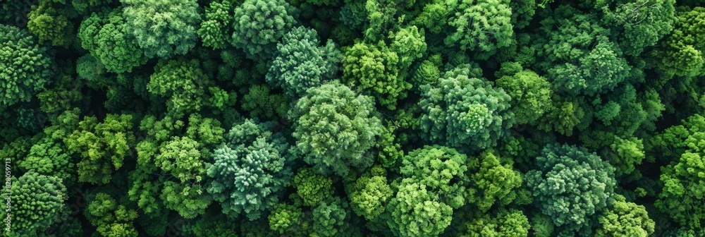 Aerial top view of green trees in forest. Drone view of dense green tree captures CO2. Green tree nature background for carbon neutrality and net zero emissions concept. Sustainable green environment. Aerial top view of green trees in forest. Drone view of dense green tree captures CO2. Green tree nature background for carbon neutrality and net zero emissions concept. Sustainable green environment.