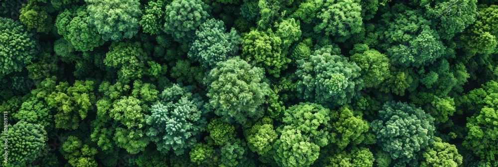 Aerial top view of green trees in forest. Drone view of dense green tree captures CO2. Green tree nature background for carbon neutrality and net zero emissions concept. Sustainable green environment.