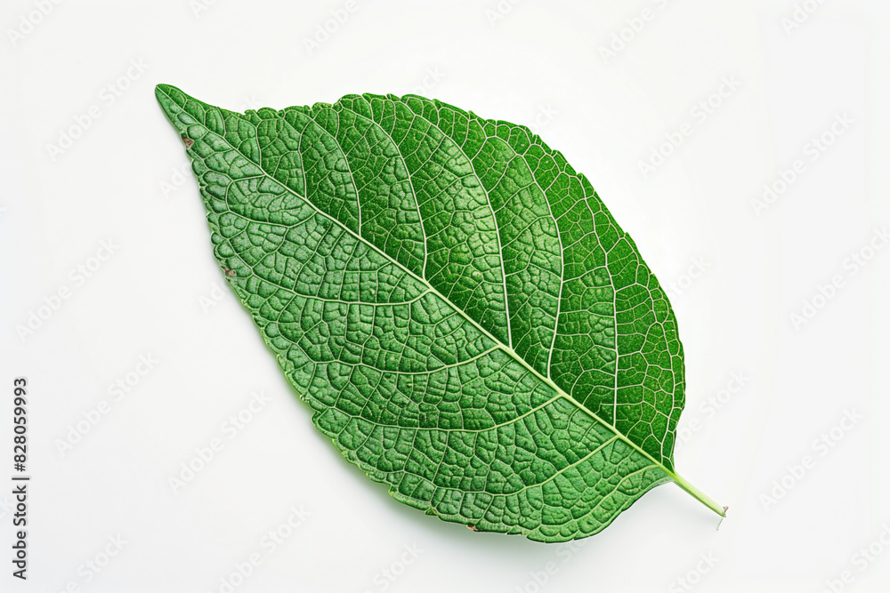 Obraz premium Green Leaf on White Background