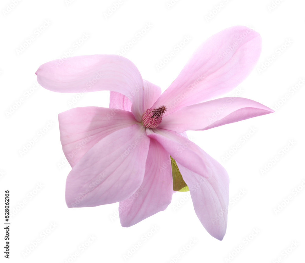 Beautiful pink magnolia flower isolated on white Beautiful pink magnolia flower isolated on white