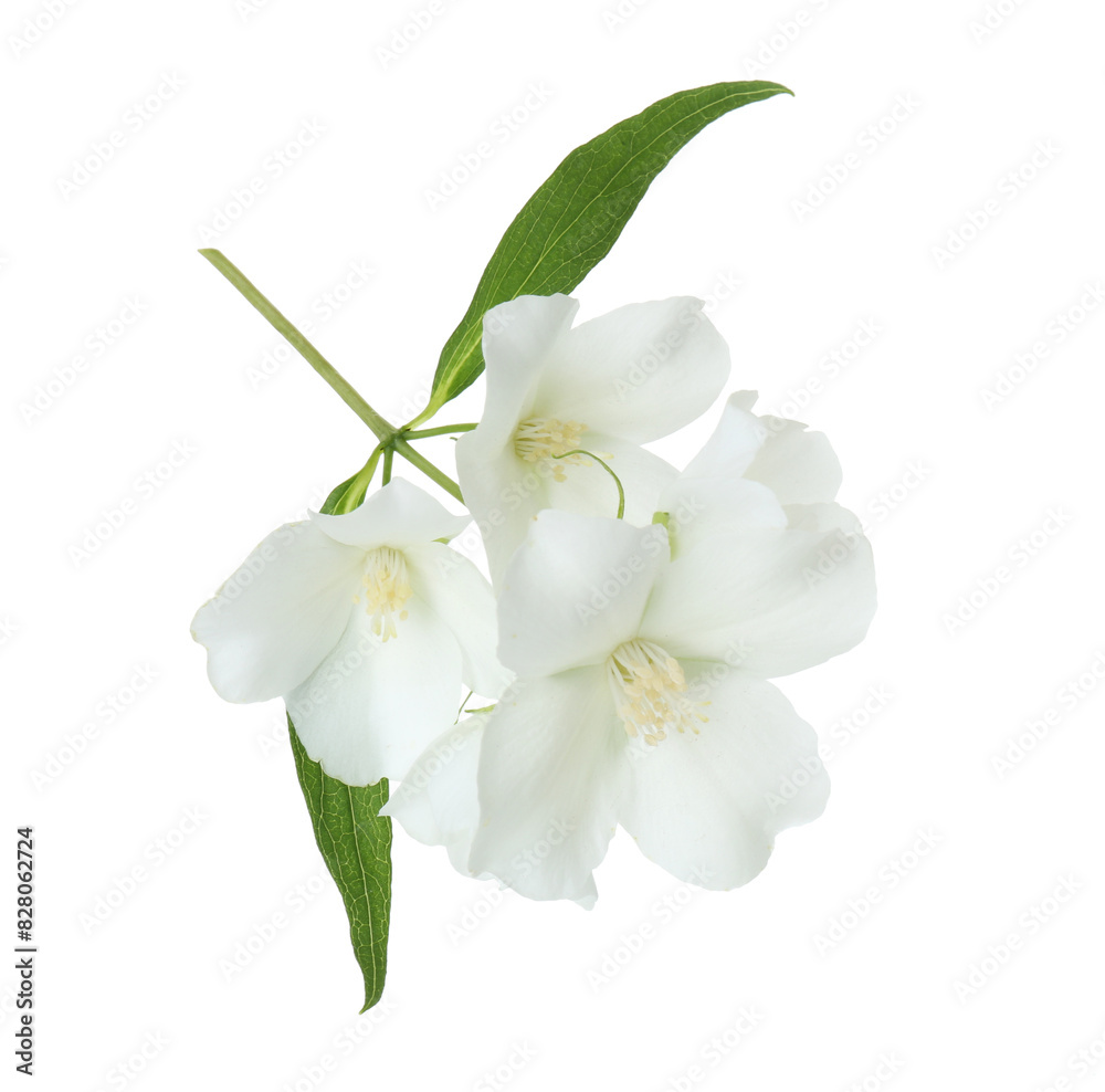 Obraz premium Branch of jasmine flowers and leaves isolated on white