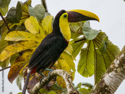 Yellow-throated Toucan - Ramphastos ambiguus in Costa Rica photo