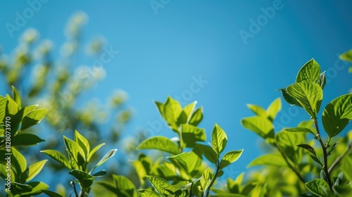 Green foliage set against a backdrop of a cloudless sky photo