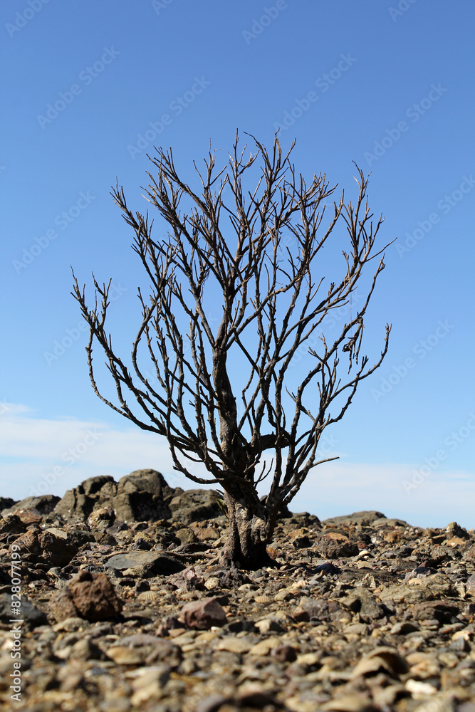 Dead mangrove tree on a rocky beach with a clear blue sky background Dead mangrove tree on a rocky beach with a clear blue sky background