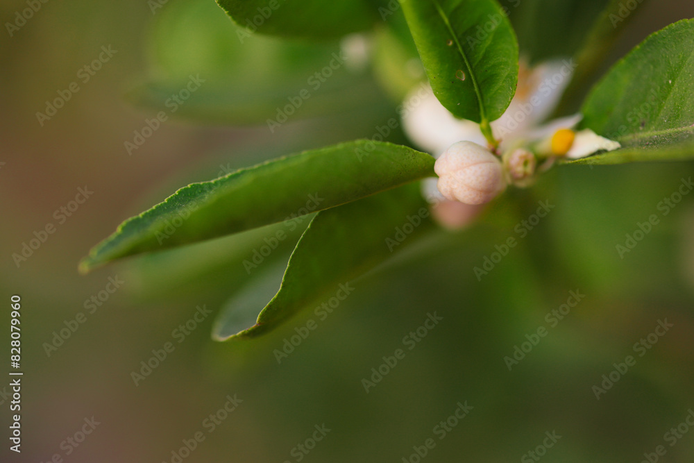 close up of white flower, White lemon flowers, blurred background close up of white flower, White lemon flowers, blurred background