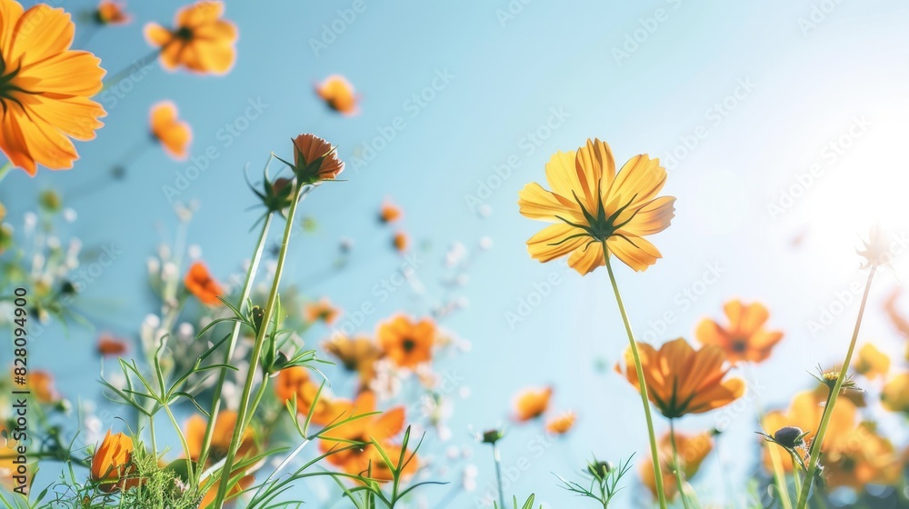 Flowers in full bloom under a clear sky Flowers in full bloom under a clear sky