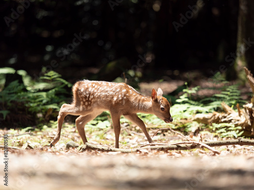 【奈良公園】鹿の赤ちゃん