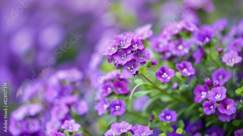 Winter blooming purple Alyssum flowers