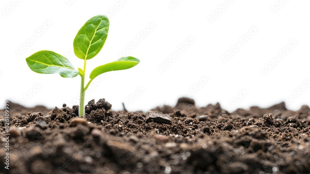 A close-up of a young seedling sprouting from rich, dark soil, with dewdrops glistening on its leaves against a clear white background A close-up of a young seedling sprouting from rich, dark soil, with dewdrops glistening on its leaves against a clear white background