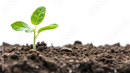 A close-up of a young seedling sprouting from rich, dark soil, with dewdrops glistening on its leaves against a clear white background