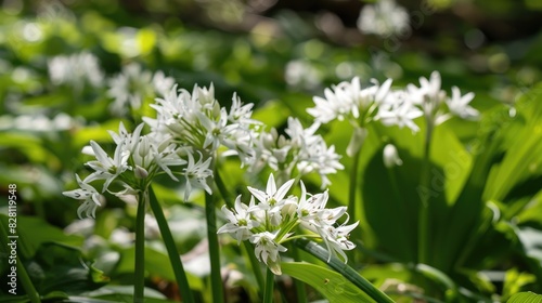 Wild garlic flowers in the spring