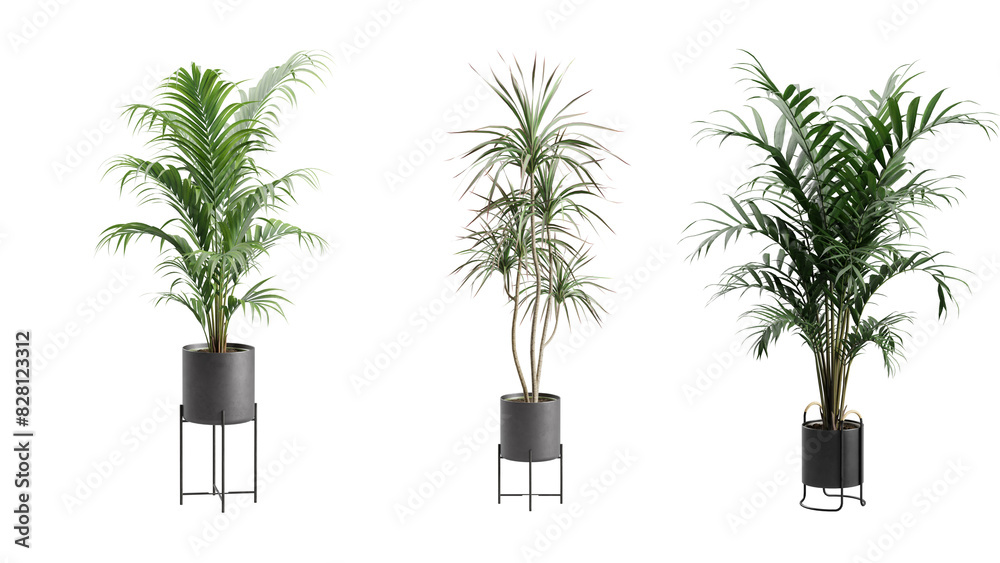 Indoor Potted Palm Plants Alpha Background Indoor Potted Palm Plants Alpha Background