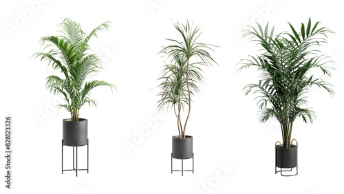 Indoor Potted Palm Plants Alpha Background