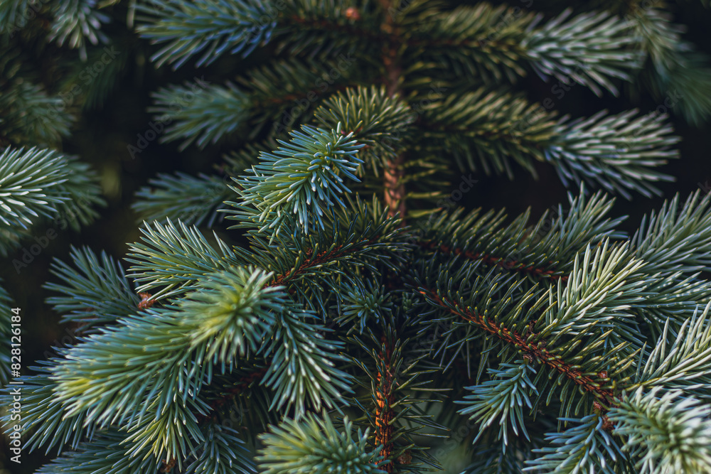 Blue Christmas tree. Christmas Holiday card Background Blue Christmas tree. Christmas Holiday card Background