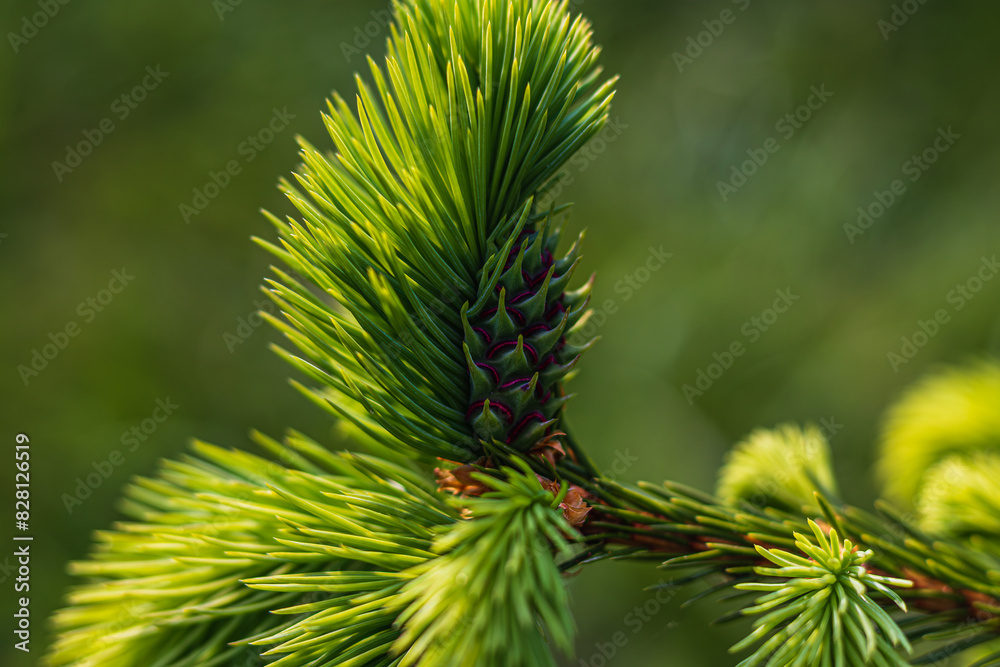 Beautiful green fir tree branches close up. Christmas and winter concept. Beautiful green fir tree branches close up. Christmas and winter concept.
