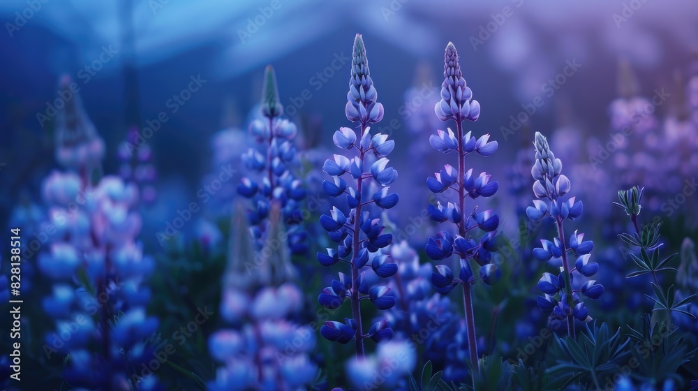 Blooming lupins with a blue hue in a field Blooming lupins with a blue hue in a field