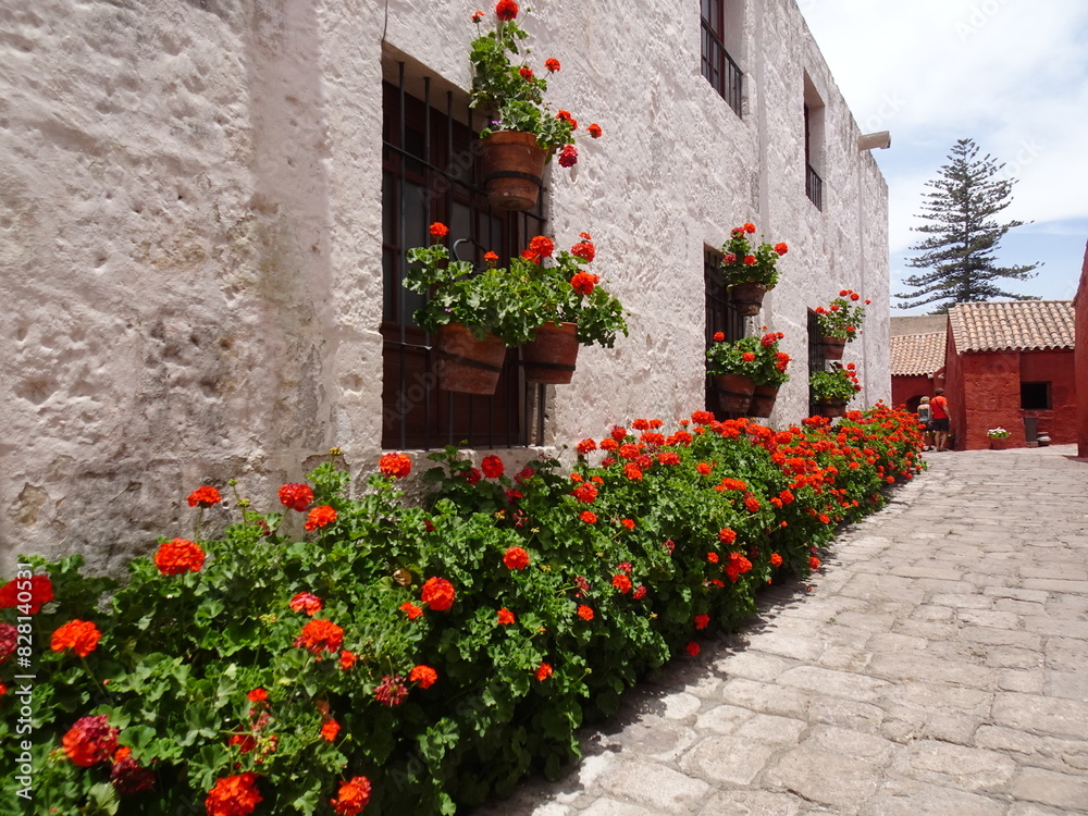 [Peru] Cobbled streets with red geraniums in Monastery of Santa Catalina de Siena (Arequipa)